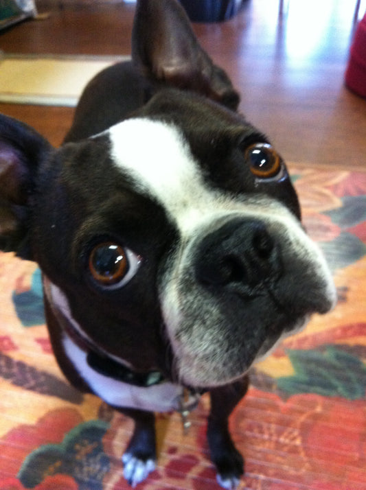 Tales from a shop dog...